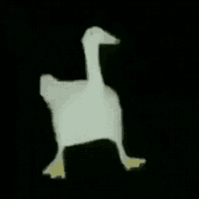 a white duck with yellow feet is standing in the dark