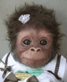 a baby monkey wearing a bow tie and a white flower in its hair