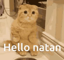 a cat is sitting on its hind legs with the words hello natan below it