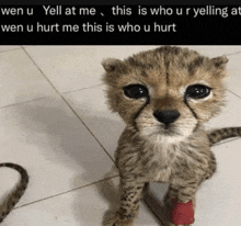 a cheetah cub with a red bandage on its paw