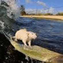 a polar bear is riding a wave on a surfboard in the ocean .