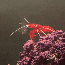 a red and white shrimp is standing on a rock