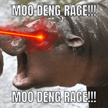 a picture of a hippo with the caption moo deng rage !!!