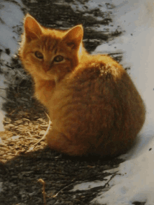 a small orange cat is sitting on the ground looking at the camera