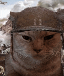 a cat wearing a helmet that says 11 on it