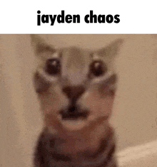 a close up of a cat with the words `` jayden chaos '' written on it .