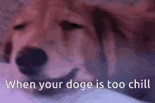 a picture of a dog with the words when your doge is too chill below it