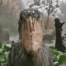 a bird with a very large beak is standing in a lush green field .