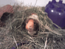 a guinea pig is laying in a pile of hay and looking at the camera