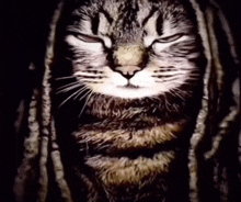 a close up of a cat with dreadlocks