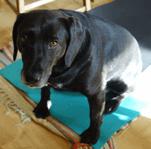 a black dog is sitting on a blue mat