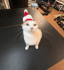 a white cat wearing a santa hat stands on a table