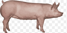 a pig is standing on a checkered background and looking at the camera