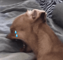 a brown dog with blue tears on its face is laying on a bed