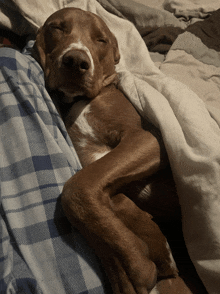 a brown and white dog sleeping on a bed with a plaid blanket