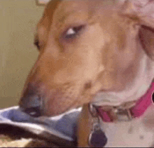 a close up of a dog wearing a pink collar and looking at the camera .