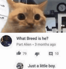 a cat is looking at the camera next to a comment that says `` what breed is he ? part alien . 3 months ago ''