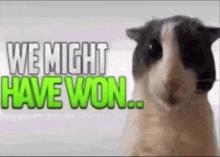 a guinea pig is standing in front of a sign that says `` we might have won ... ''