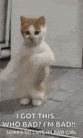 a cat is standing on its hind legs and looking at the camera while dancing .