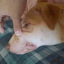 a close up of a dog 's nose with a person 's finger