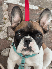 a brown and white french bulldog on a leash looks at the camera