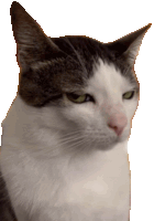 a close up of a gray and white cat looking at the camera