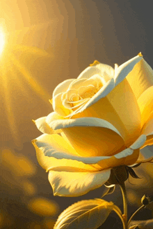 a yellow rose with the sun shining on it