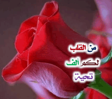 a close up of a red rose with words in arabic on it