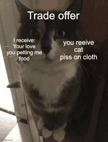 a cat with a trade offer on it 's face