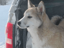 a dog is standing in the back of a car