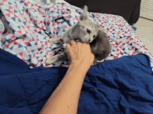 a person is petting a cat on a bed with a blue blanket