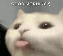 a close up of a cat with its tongue out and the words good morning