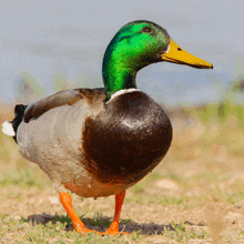 a duck with a green head and orange legs