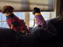 two dogs wearing striped sweaters are looking out of a window