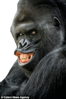 a gorilla is making a funny face with its mouth open and teeth showing .