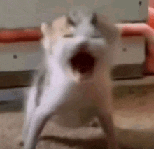 a white cat is standing on a carpet with its mouth wide open .