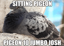 a pigeon sitting on a rock with the words sitting pigeon pigeon 10 jumbo josh above it