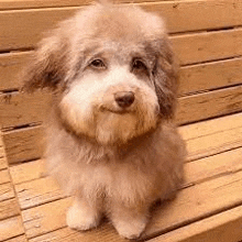 a small dog is sitting on a wooden bench looking at the camera .