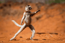 a monkey standing on its hind legs in a dirt field