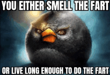 an angry bird with the words " you either smell the fart or live long enough to do the fart " below it