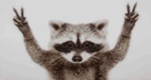 a raccoon is giving a peace sign with its paws .