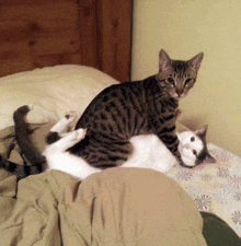 two cats are laying on top of each other on the bed