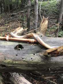 a snake is laying on a log in a forest