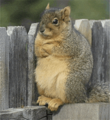 a squirrel is sitting on a wooden fence post