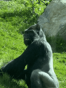 a gorilla is sitting in the grass looking at the camera