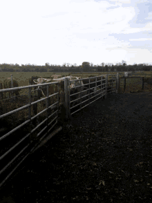 cows are behind a metal fence in a field with a sign in the background that says ' sd '