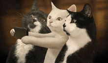 three cats are taking a selfie with their arms around each other .