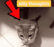 a picture of a cat with the words silly thoughts written above it