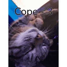 a picture of a cat with the words cope < 3 written above it