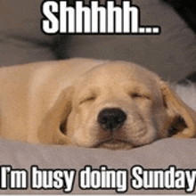 a dog is sleeping on a bed with a caption that says i 'm busy doing sunday